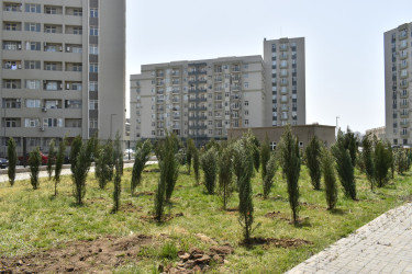 Yasamal rayonunda ağacəkmə aksiyası keçirilib