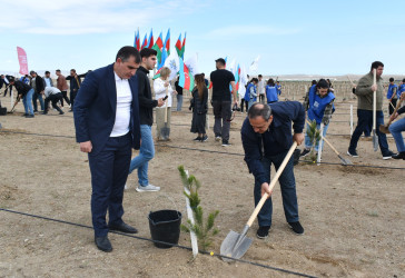 Yasamal rayon ictimayyəti ağacəkmə aksiyası keçirib