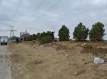 Ümumrespublika yaşıllaşdırma marafonu çərçivəsində Yasamal rayonunda keçirilən ağacəkmə aksiyası