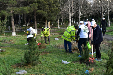 “Yaşıl dünya naminə həmrəylik ili” çərçivəsində növbəti ağacəkmə aksiyası keçirilib