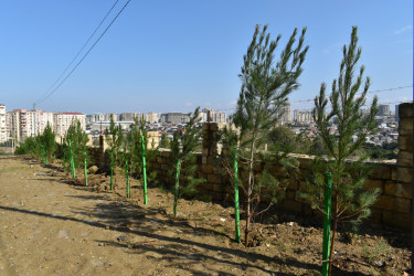 Yasamal rayonunda növbəti ekoloji aksiya keçirilib