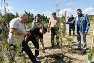 Yasamal rayonunda agacəkmə aksiyası keçirilib