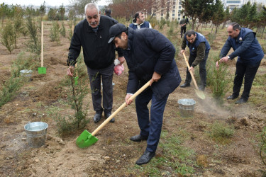 Yasamal rayonunda növbəti irimiqyaslı ağacəkmə aksiyası keçirilib