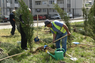 Yasamal rayonunda ağacəkmə aksiyası keçirilib