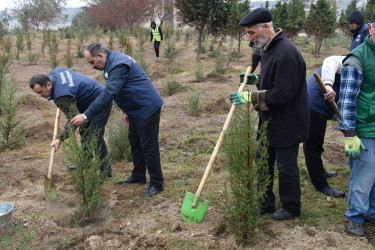 Yasamal rayonunda növbəti irimiqyaslı ağacəkmə aksiyası keçirilib
