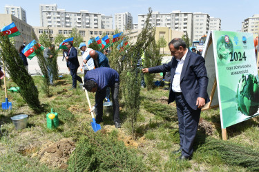 Yasamal rayonunda ağacəkmə aksiyası keçirilib