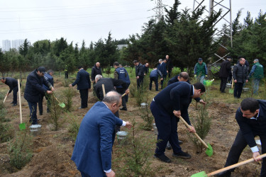 Yasamal rayonunda növbəti irimiqyaslı ağacəkmə aksiyası keçirilib
