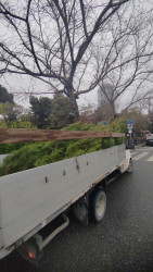 Yasamal rayonunda növbəti yaşıllaşdırma aksiyası keçirilib