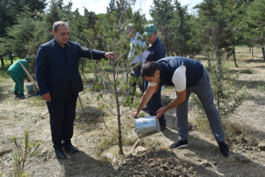 Yasamal rayonunda agacəkmə aksiyası keçirilib
