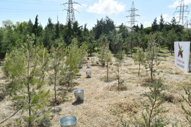 Yasamal rayonunda agacəkmə aksiyası keçirilib
