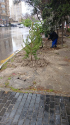 Yasamal rayonunda növbəti yaşıllaşdırma aksiyası keçirilib