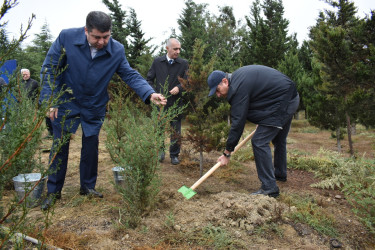 Yasamal rayonunda növbəti irimiqyaslı ağacəkmə aksiyası keçirilib