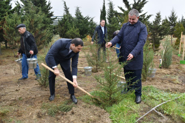 Yasamal rayonunda növbəti irimiqyaslı ağacəkmə aksiyası keçirilib