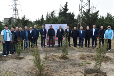 Yasamal rayonunda genişmiqyaslı ağacəkmə aksiyası keçirilib
