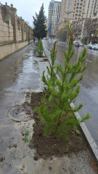 Yasamal rayonunda növbəti yaşıllaşdırma aksiyası keçirilib