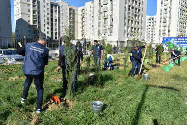 Yasamal rayonunda ağacəkmə aksiyası keçirilib