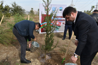 Yasamal rayonunda genişmiqyaslı ağacəkmə aksiyası keçirilib