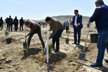 Yasamal rayon ictimaiyyəti ekoloji aksiya həyata keçirib