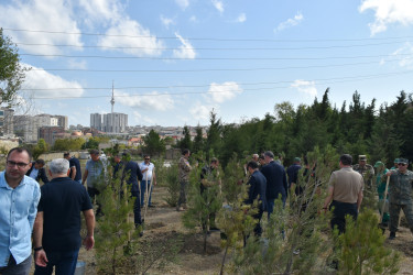 Yasamal rayonunda agacəkmə aksiyası keçirilib