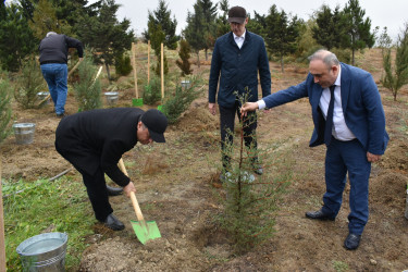 Yasamal rayonunda növbəti irimiqyaslı ağacəkmə aksiyası keçirilib