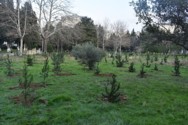 “Yaşıl dünya naminə həmrəylik ili” çərçivəsində növbəti ağacəkmə aksiyası keçirilib