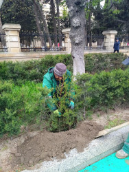 Yasamal rayonunda növbəti yaşıllaşdırma aksiyası keçirilib