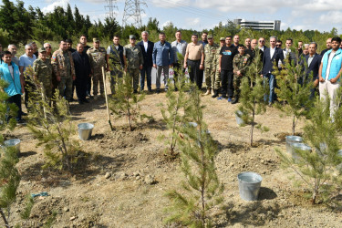 Yasamal rayonunda agacəkmə aksiyası keçirilib