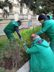 Yasamal rayonunda növbəti yaşıllaşdırma aksiyası keçirilib