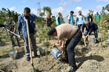 Yasamal rayonunda agacəkmə aksiyası keçirilib