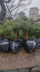 Yasamal rayonunda növbəti yaşıllaşdırma aksiyası keçirilib