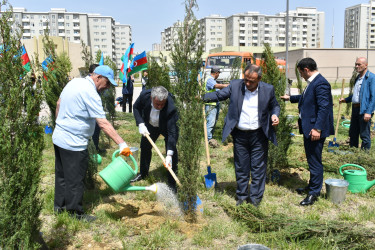 Yasamal rayonunda ağacəkmə aksiyası keçirilib