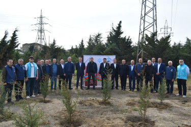 Yasamal rayonunda genişmiqyaslı ağacəkmə aksiyası keçirilib