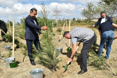 Yasamal rayonunda agacəkmə aksiyası keçirilib
