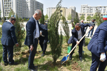 Yasamal rayonunda ağacəkmə aksiyası keçirilib