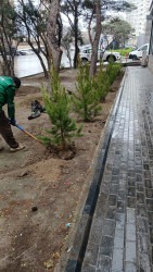 Yasamal rayonunda növbəti yaşıllaşdırma aksiyası keçirilib