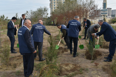 Yasamal rayonunda genişmiqyaslı ağacəkmə aksiyası keçirilib