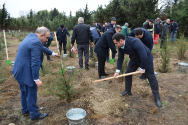 Yasamal rayonunda növbəti irimiqyaslı ağacəkmə aksiyası keçirilib