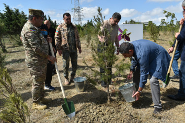 Yasamal rayonunda agacəkmə aksiyası keçirilib