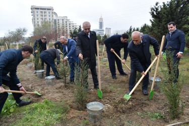 Yasamal rayonunda növbəti irimiqyaslı ağacəkmə aksiyası keçirilib