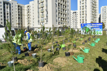 Yasamal rayonunda ağacəkmə aksiyası keçirilib