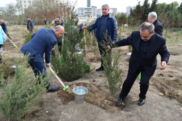Yasamal rayonunda genişmiqyaslı ağacəkmə aksiyası keçirilib