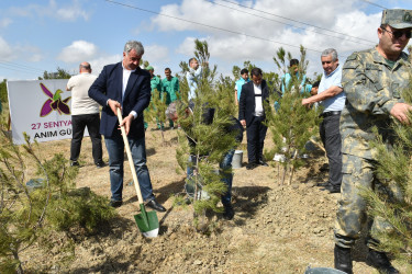 Yasamal rayonunda agacəkmə aksiyası keçirilib