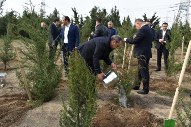 Yasamal rayonunda genişmiqyaslı ağacəkmə aksiyası keçirilib