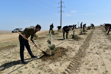 Yasamal rayon ictimaiyyəti ekoloji aksiya həyata keçirib
