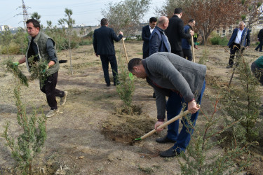 Yasamal rayonunda genişmiqyaslı ağacəkmə aksiyası keçirilib