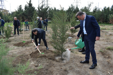Yasamal rayonunda genişmiqyaslı ağacəkmə aksiyası keçirilib