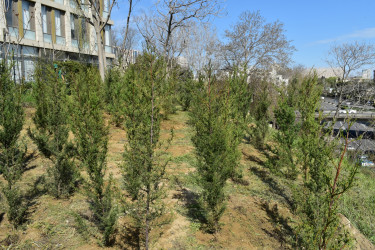 Yasamal rayonunda növbəti ekoloji aksiya