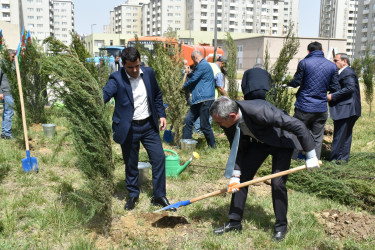 Yasamal rayonunda ağacəkmə aksiyası keçirilib