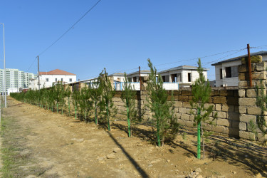 Yasamal rayonunda növbəti ekoloji aksiya keçirilib