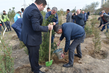 Yasamal rayonunda genişmiqyaslı ağacəkmə aksiyası keçirilib